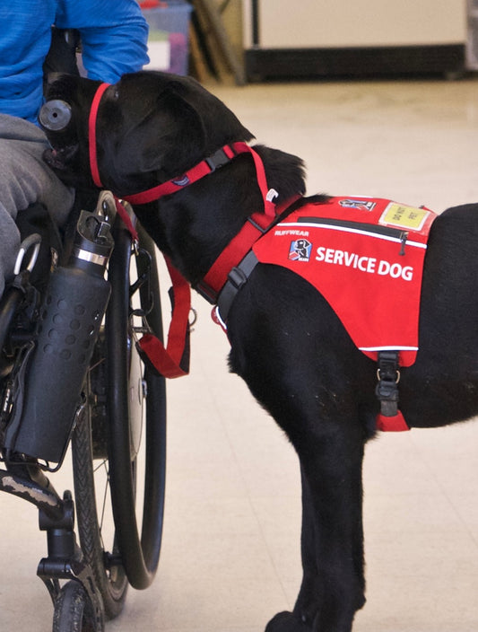 NEADS World Class Service Dogs