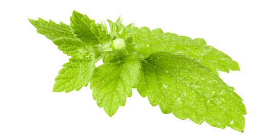 Peppermint