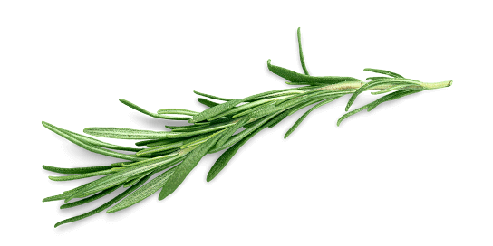Green rosemary branch on a black background