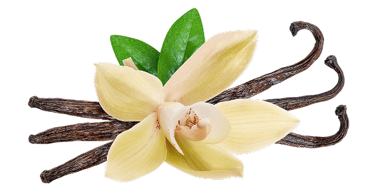 Vanilla flower and vanilla beans on a black background